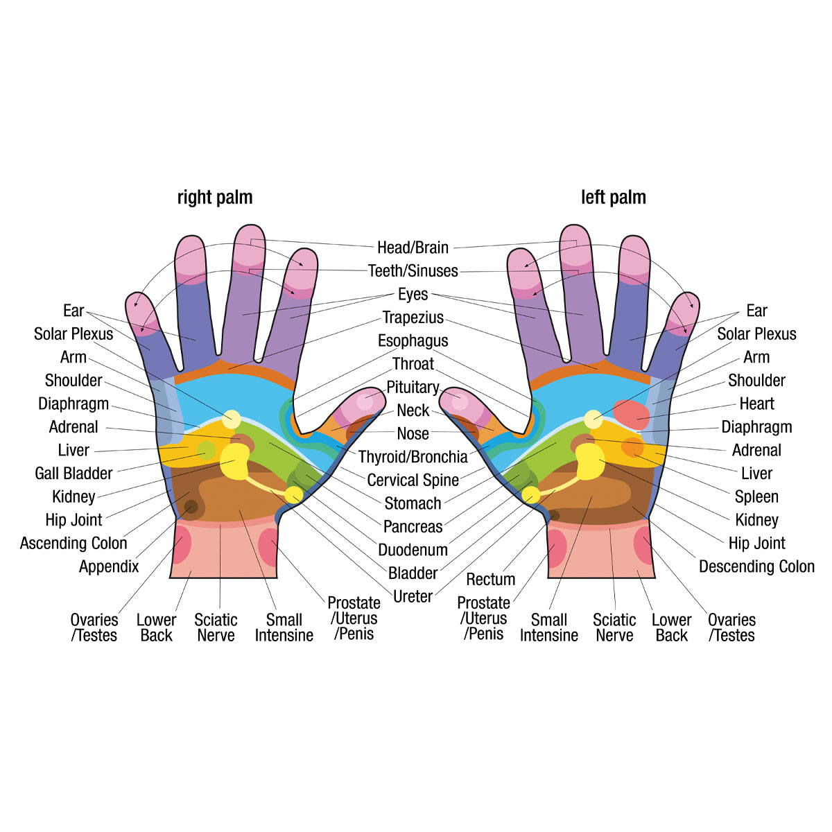 Reflexology - Hand